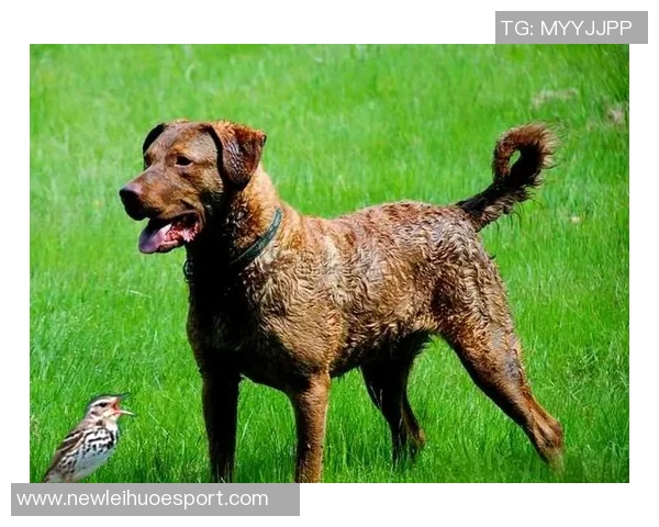 美国队新吉祥物班纳灵感源自切萨皮克湾寻猎犬的故事 美国队新吉祥物班纳灵感源自切萨皮克湾寻猎犬的故事
